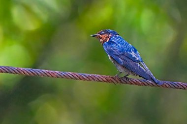 Portrait of the pacific swallow bird clipart