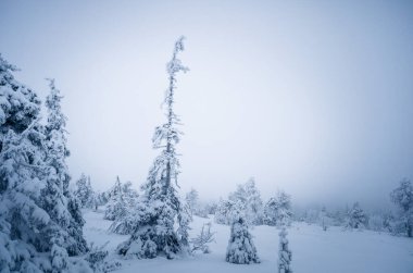 Finlandiya, Riisitunturi Ulusal Parkı 'nda karla kaplı ağaçlar