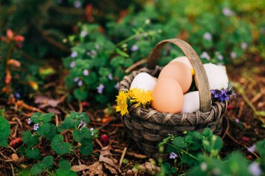 Fresh Chicken Eggs in Basket of Spring Flowers clipart