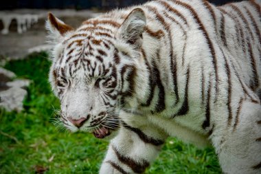 portrait of a juvenile Bengala white tiger clipart