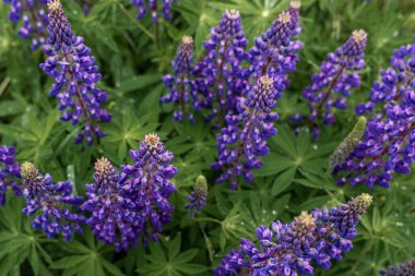 Canlı mor lupinler tarlası.