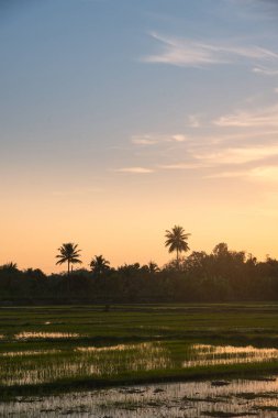 Kırsal pirinç tarlası, günbatımı akşam gökyüzü