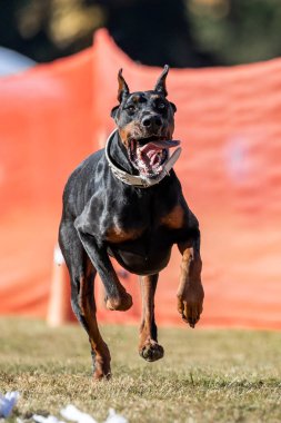 Siyah ve Tan Doberman Pinscher Koşu Alanı Koşu Pisti Koşu Köpeği Spor
