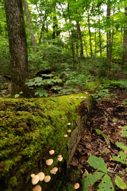 Devrilmiş bir ağaca tutunan mantarlar