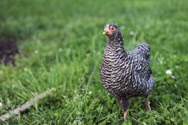 Arka bahçede Siyah ve Beyaz Genç Tavuk