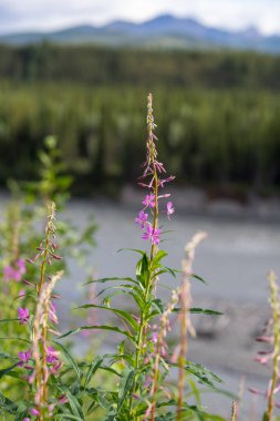 Macro shot of vibrant fireweed flowers clipart