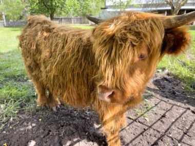 Young Brown Highland Cow in Green Pasture with shadow of gates clipart