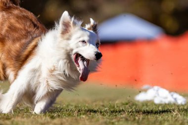 Sınır Collie Koşu Pisti Hızlı Koşu Köpek Sporu