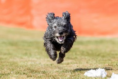 Pumi Koşu Pisti Hızlı Köpek Sporu