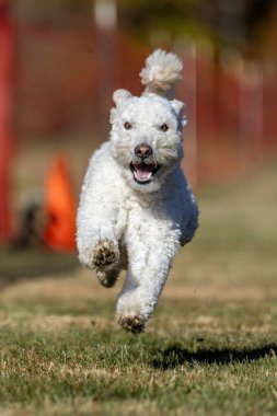 Pumi Koşu Pisti Hızlı Köpek Sporu