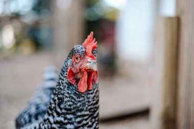 Black and white Chicken Close Up of Face clipart