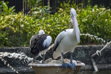 Harika kuş pelikanları, Latince adı Pelecanus conspicillatuas
