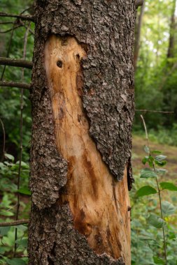 Yıpranmış Ağaç Kabuğu Doğanın Hikayesi