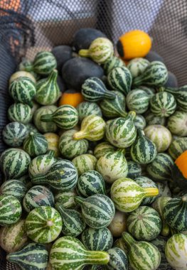 Pile of striped green gourds and small yellow squash in a mesh basket clipart