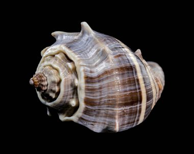 Siyah arkaplanda kavun kabuğu