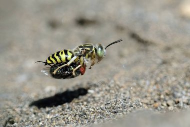 Yellow wasps are flying while carrying flies to prey on clipart