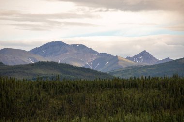 Görkemli bir dağ zeminli, çam ağaçlarından oluşan bir orman.