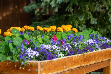 Marigolds, nasturtiums, and violets in a rustic wooden flower box clipart