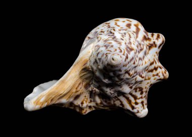 Lobatus raninus seashell on a black background clipart