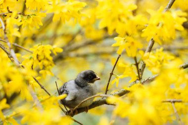 Siyah piliç Forsythia 'da oturuyor.