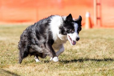 Sınır Collie Koşu Pisti Hızlı Koşu Köpek Sporu