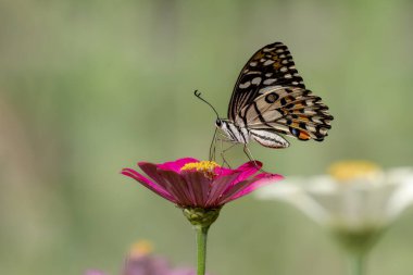 Closeup butterfly on flower (Common tiger butterfly) clipart