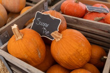 Wooden crates displaying bright orange Sugar Pie pumpkins at a market clipart