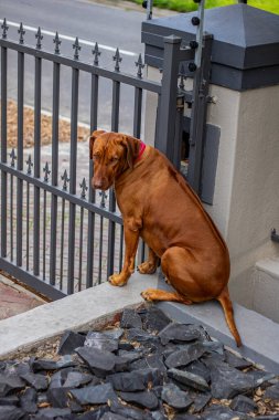 brown ridgeback dog playing in a garden clipart