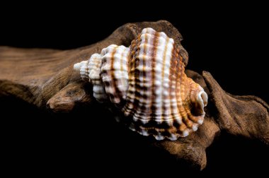 Distorsio Anus Shell on on driftwood macro black background clipart