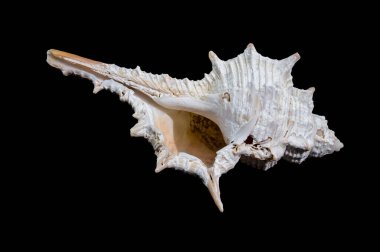 Siyah arkaplanda Murex spinicosta kabuğu