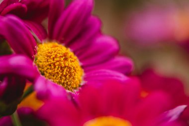 Parlak Pembeyi Kapat Gerbera Daisy