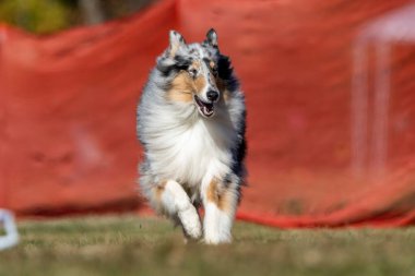 Sert Collie Koşu Pisti Hızlı Koşu Köpek Sporu