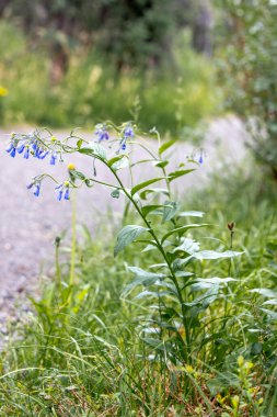 Flowering bluebell plant next to a gravel path clipart