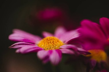 Parlak Pembeyi Kapat Gerbera Daisy