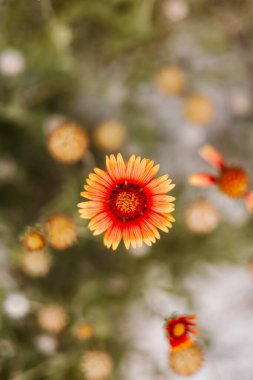 Yellow and Orange Flowers at Bahamas clipart