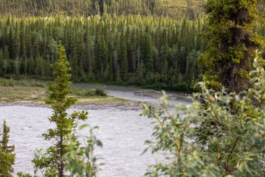 Lodgepole çam ormanından akan nehirdeki bir çatal.