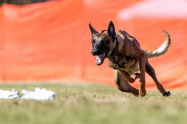 Belçika Malinois Koşu Pisti Hızlı Koşu Köpek Sporu