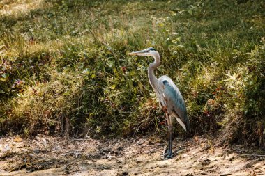 Blue Heron Looking for Fish by Pond clipart