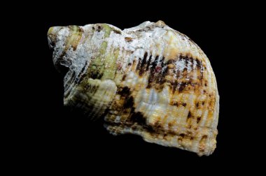 Siyah arkaplanda turbo argyrostomus Linnaeus kabuğu