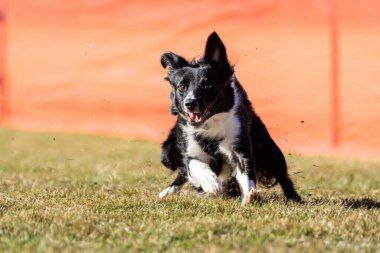 Sınır Collie Koşu Pisti Hızlı Koşu Köpek Sporu
