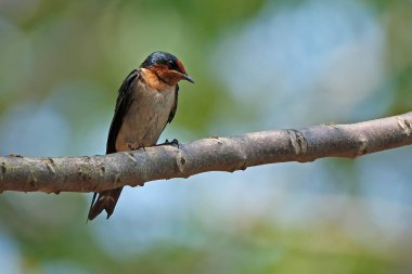 Pasifik kırlangıcı dala tünemiş.
