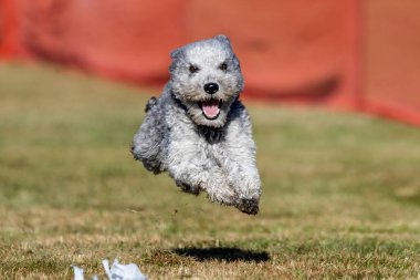 Pumi Koşu Pisti Hızlı Köpek Sporu