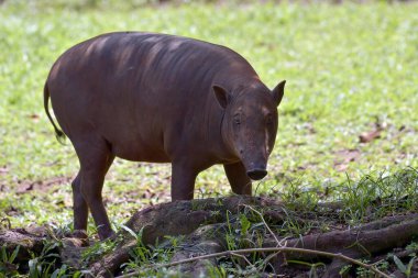 Babirusa Sulawesi Utara (Babyrousa Kutlaması) bir çalılığın üzerinde dinleniyor