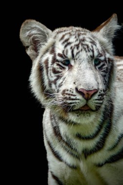 portrait of a juvenile Bengala white tiger clipart