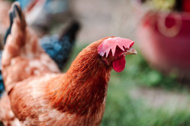 Kötü Saçlı Kırmızı Tavuk Günü