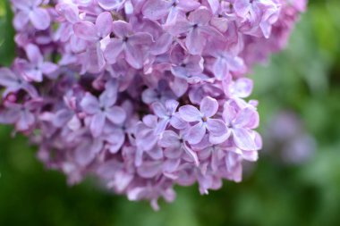 Leylak ağacının çiçeklerini kapat.