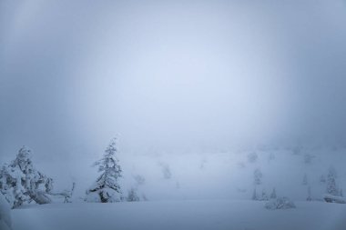 Finlandiya, Riisitunturi Ulusal Parkı 'nda karla kaplı ağaçlar