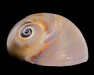 Polymita Picta snail Shell on Wood black background clipart