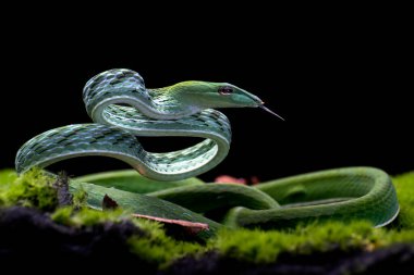 Yeşil sarmaşık yılanı saldırıya hazır.