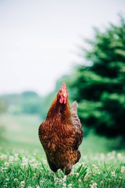 Red Hen Walking in Field on Spring Day clipart